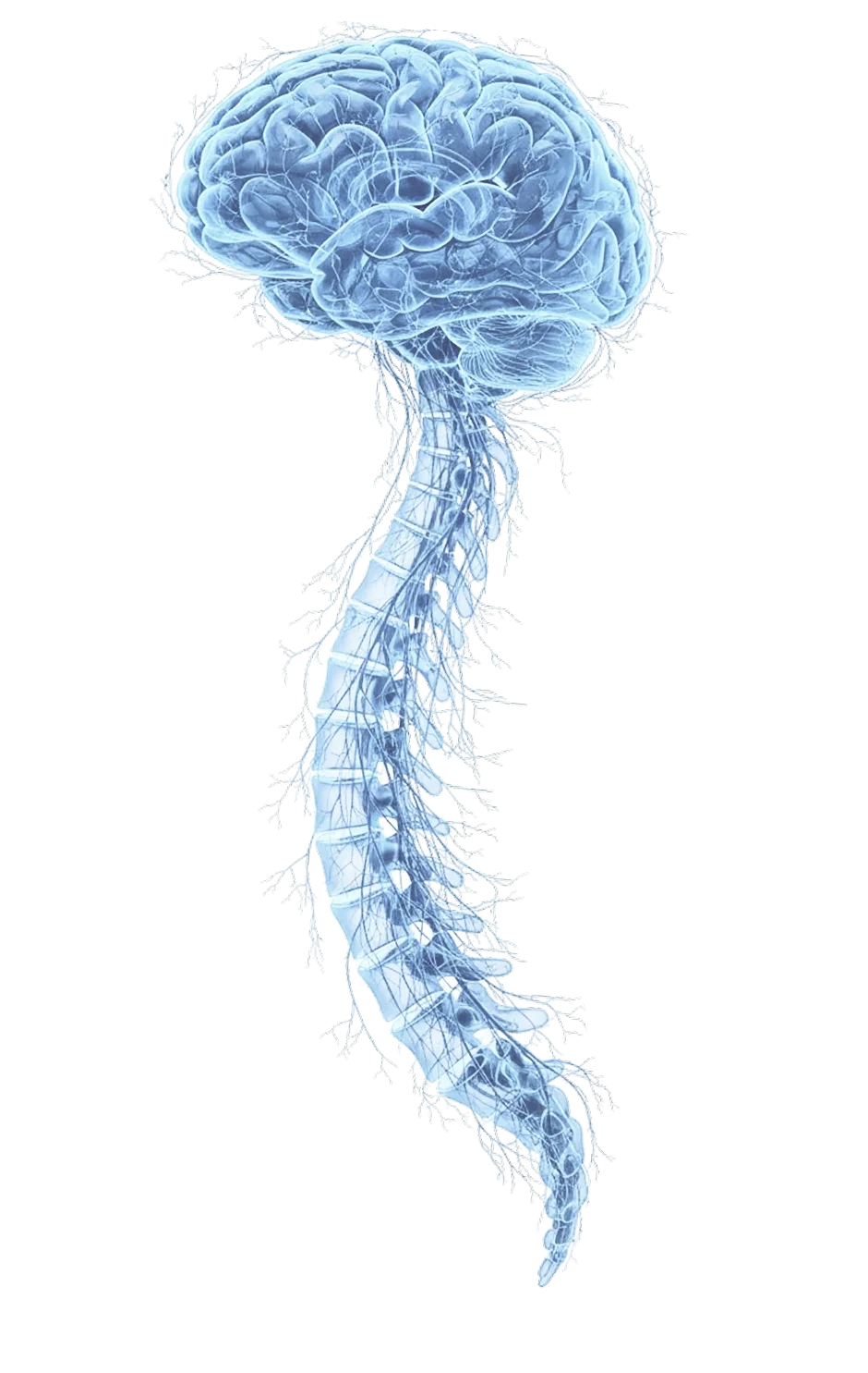 Image of brain and spinal chord in blue monochromatic color