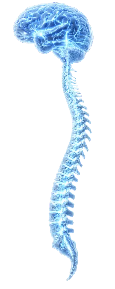 Brain & Spine X-ray image